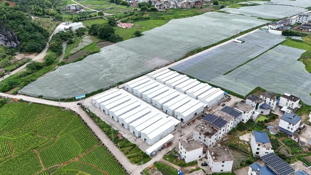 畝均收益突破5000元！連城羅坊雪茄煙葉撬動鄉村振興