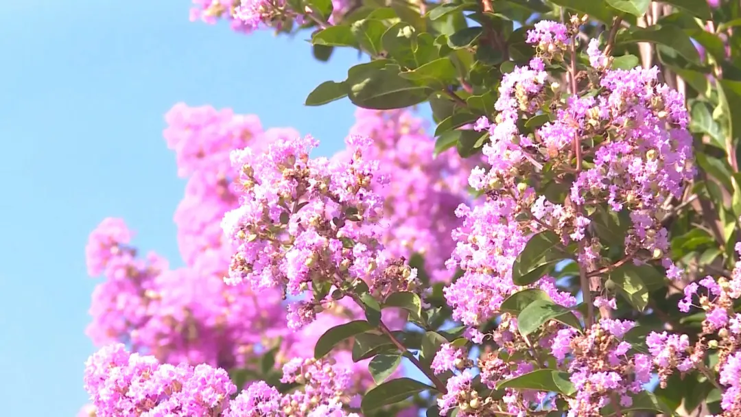 連城：紫微花開盛夏  邂逅夏日浪漫