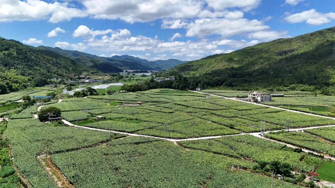 【聚力鄉村全面振興】連城邱賴村：生態絲瓜采收忙 農旅產業新“硒”望