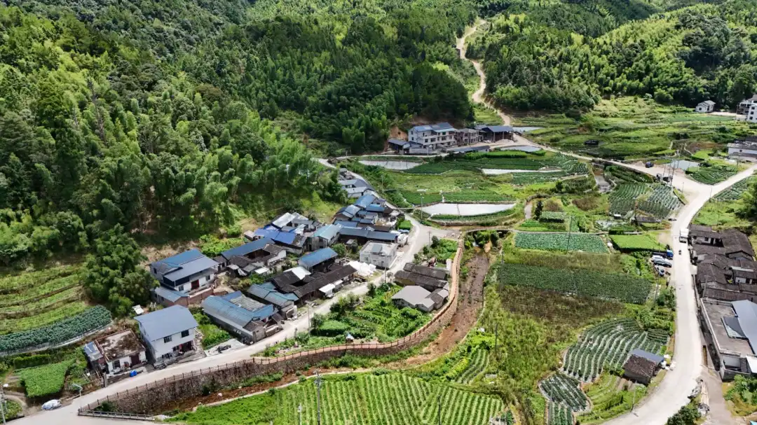 【聚力鄉村全面振興】連城：高山蔬菜種植激活鄉村振興共富密碼
