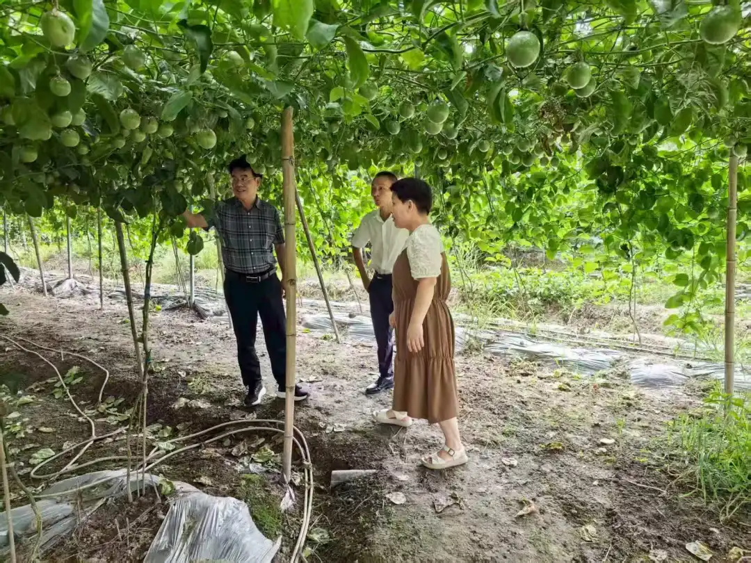 扎根鄉村沃土 點亮民生燈火——連城新泉鎮西村村駐村第一書記黃慶松的“鄉村振興答卷”